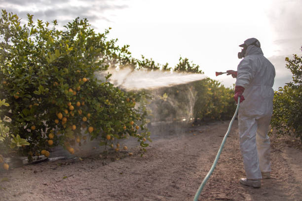 Best Ant Control Services  in Neillsville, WI
