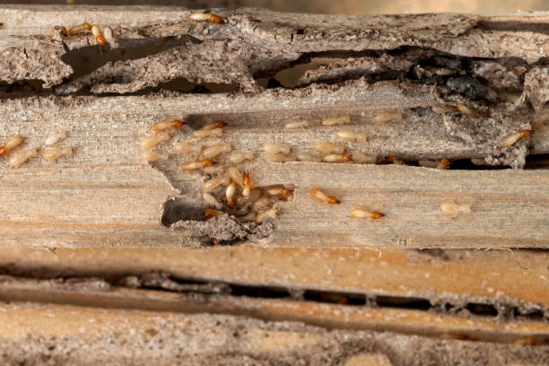 Bird Control in Neillsville, WI