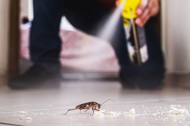 Wasp Removal Services in Neillsville, WI